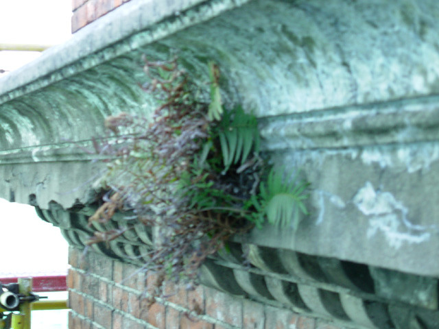 Plantas incrustadas.